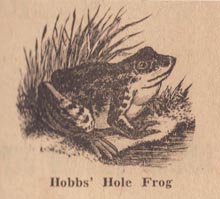 Hobbs' Hole Frog